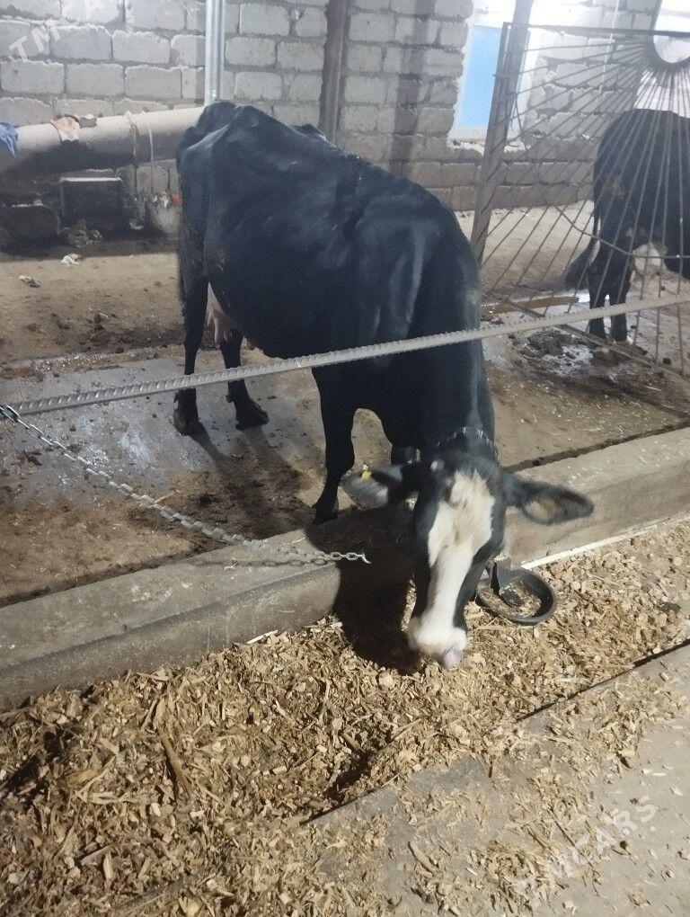 Sygyr kelek - Яшлык - img 7