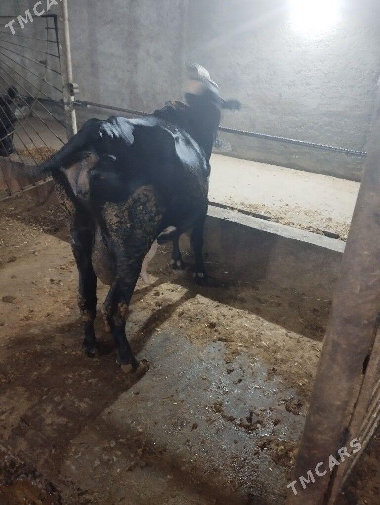 Sygyr kelek - Яшлык - img 1