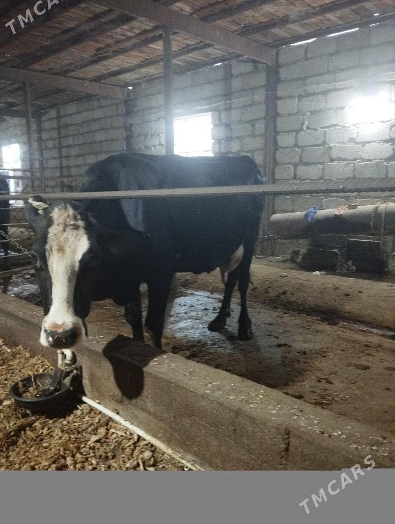 Sygyr kelek - Яшлык - img 6