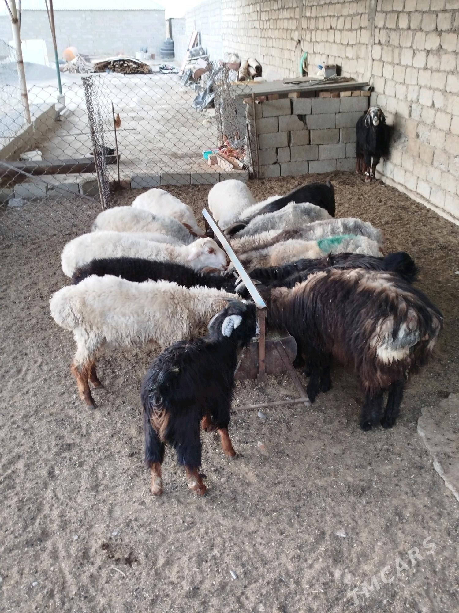 cewis tokly - Gökdepe - img 1