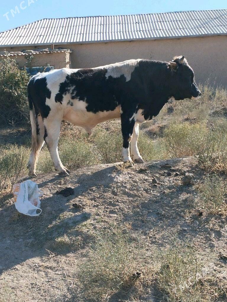 okuz - Бахарден - img 2