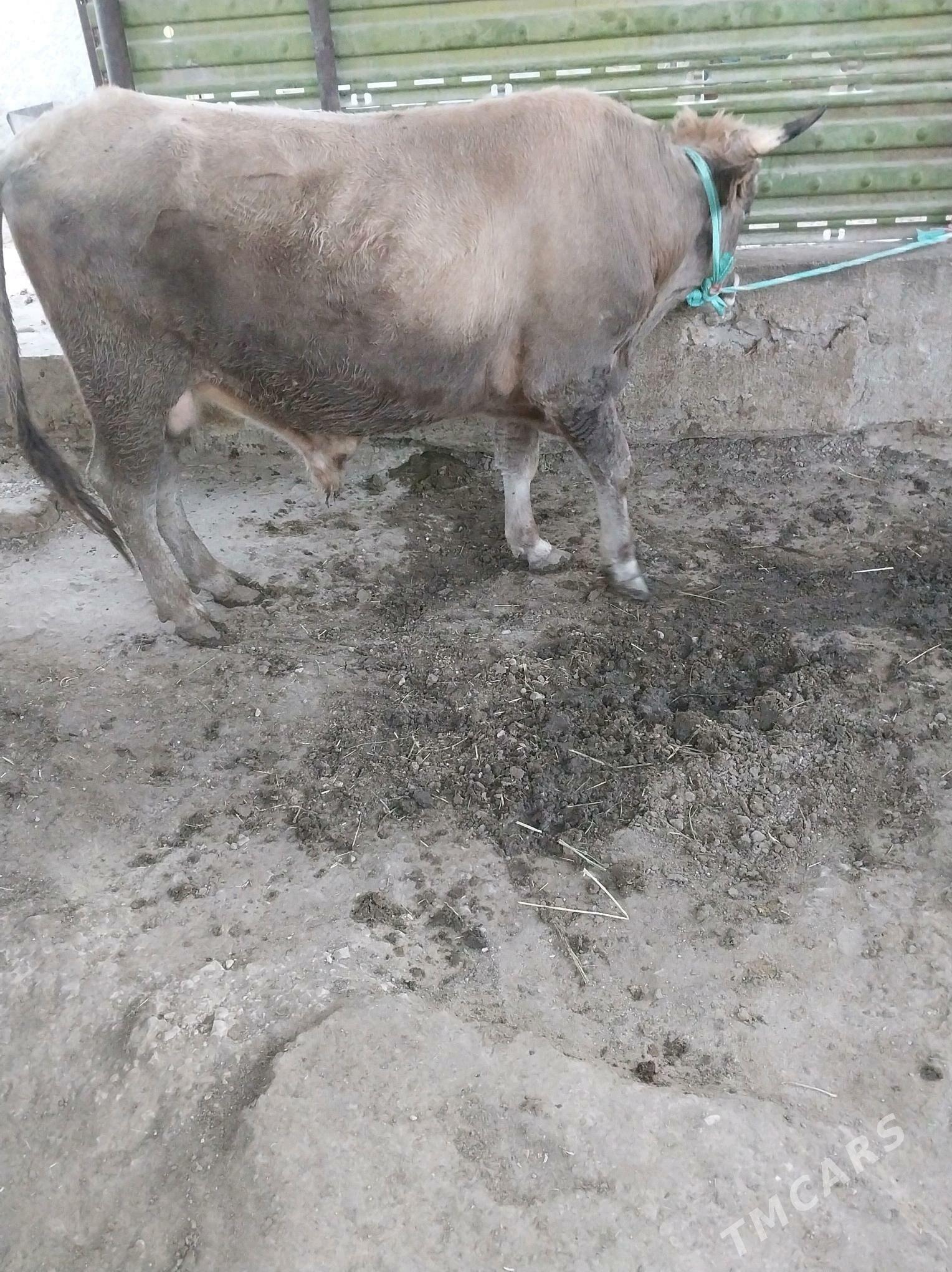 OKIZ - Балканабат - img 3