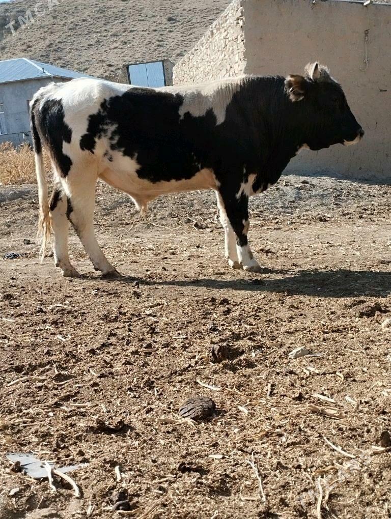 okuz - Бахарден - img 3