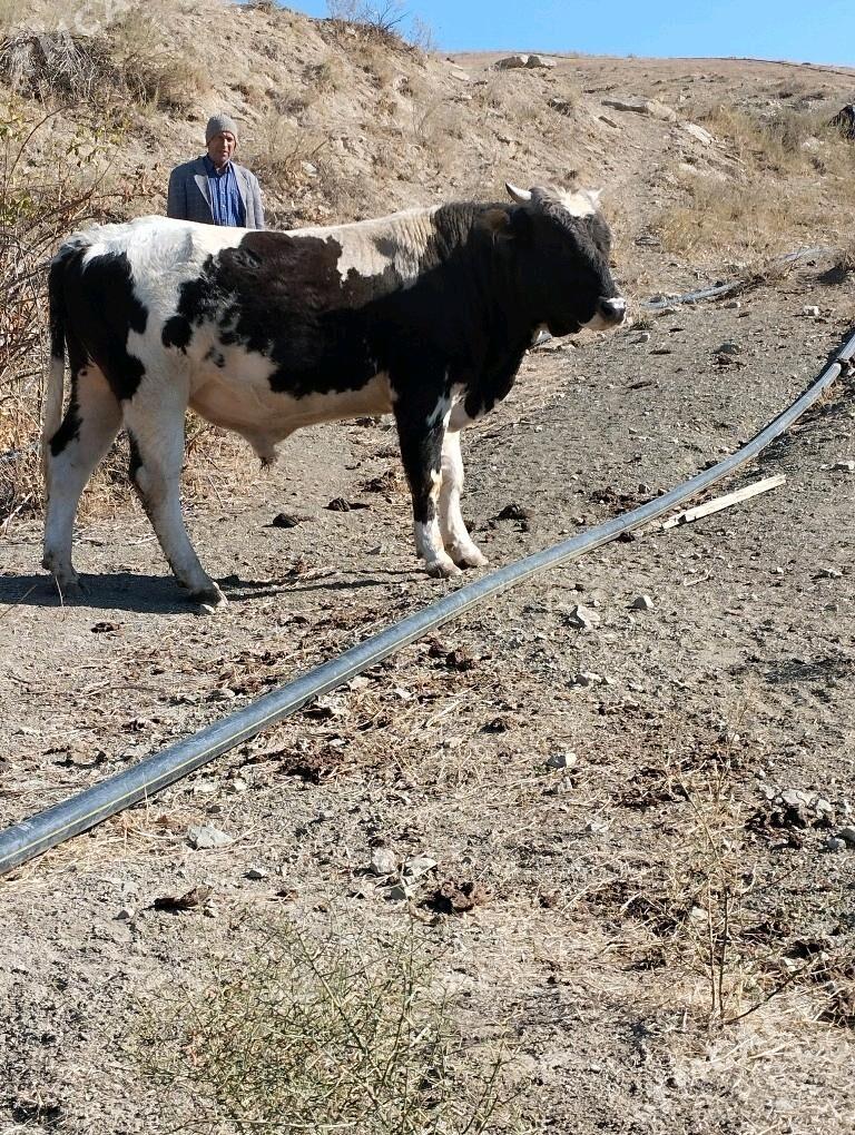 okuz - Бахарден - img 4