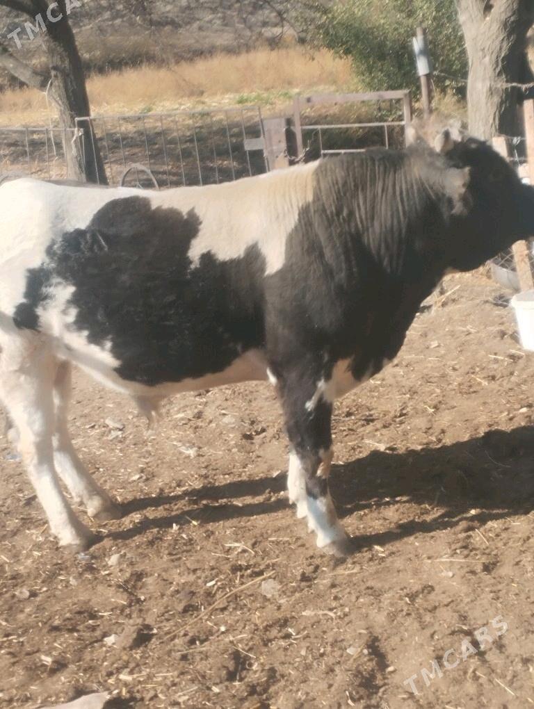 okuz - Бахарден - img 5