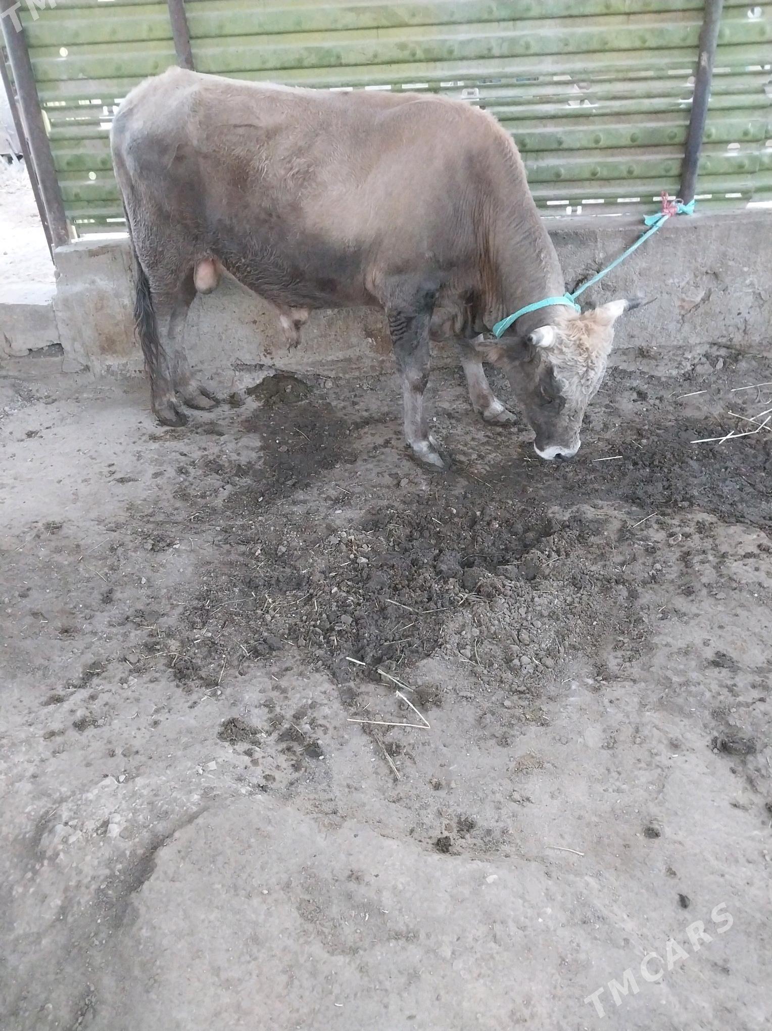 OKIZ - Балканабат - img 1