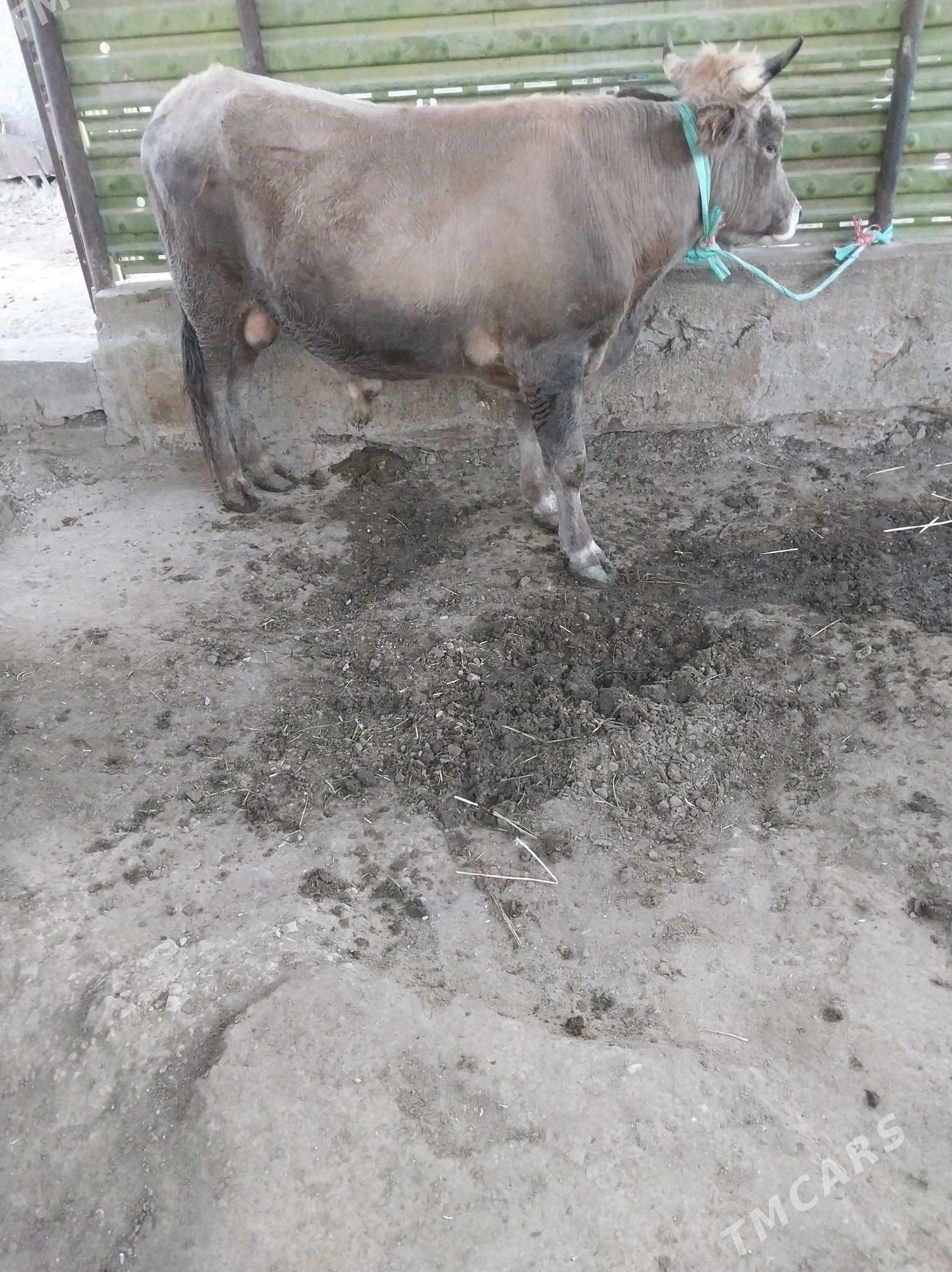 OKIZ - Балканабат - img 4