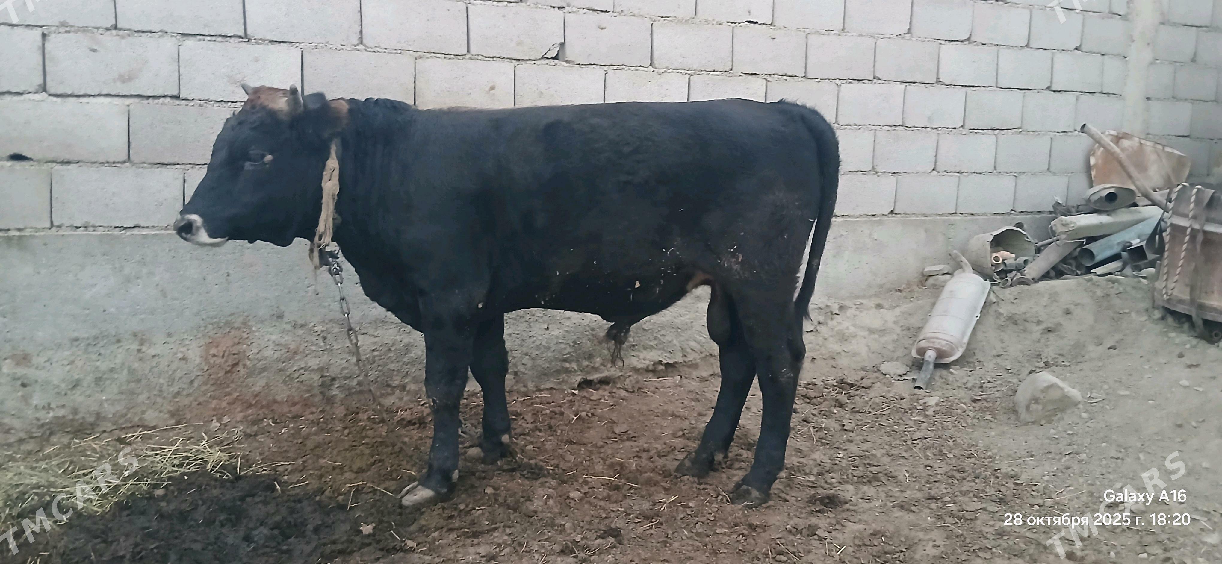 oküz - Bäherden - img 1