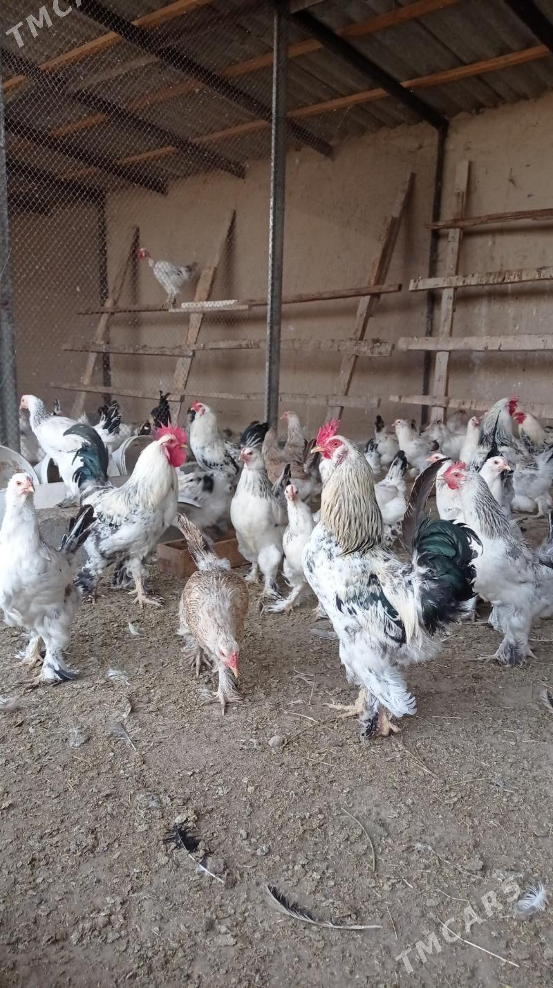 Towuk balgar - Gypjak - img 1