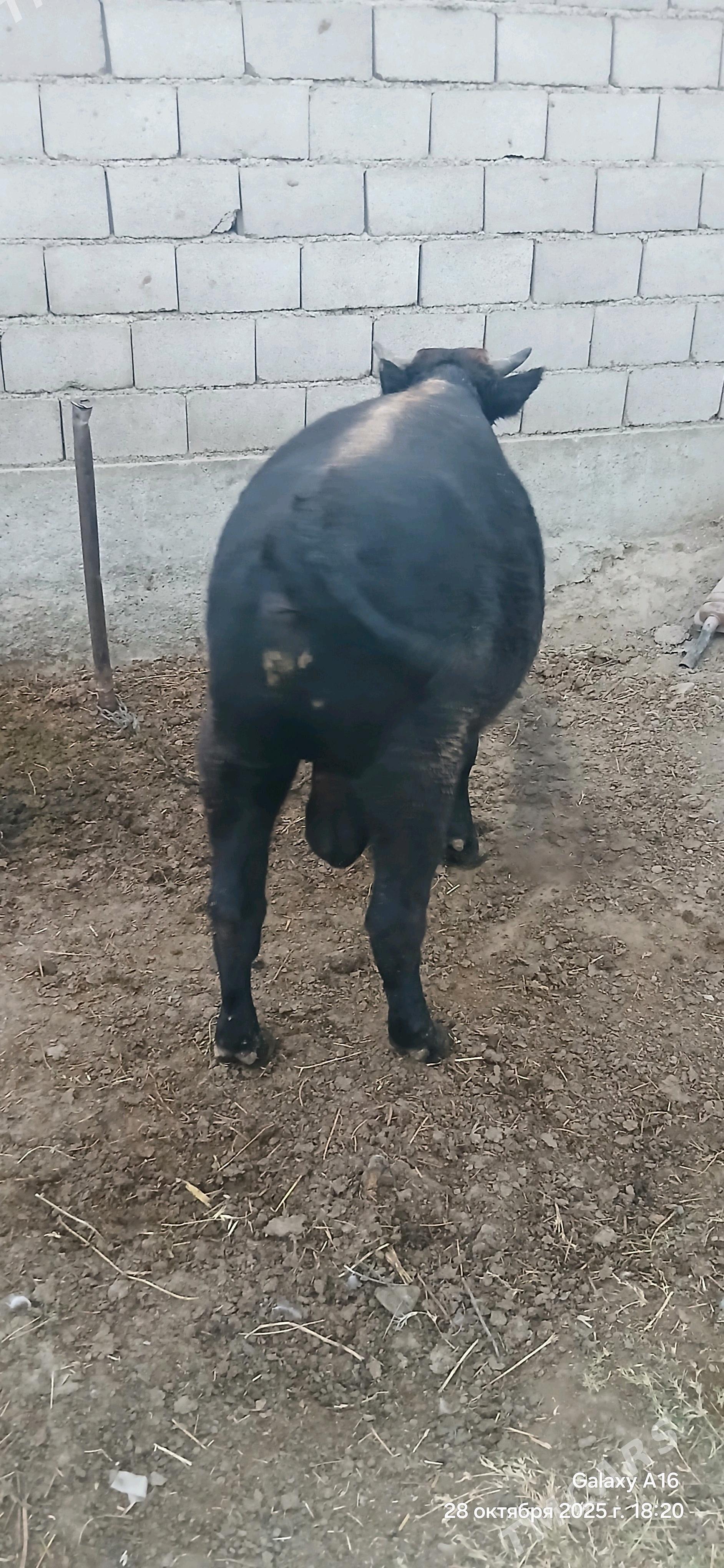 oküz - Bäherden - img 2