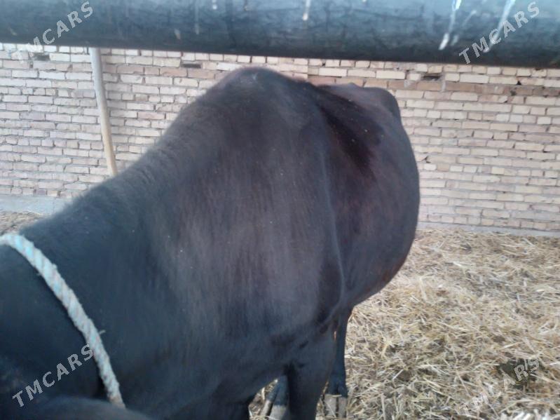 унаджын - Türkmenabat - img 3