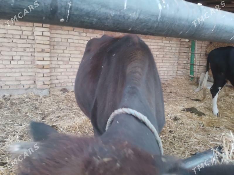 унаджын - Türkmenabat - img 4