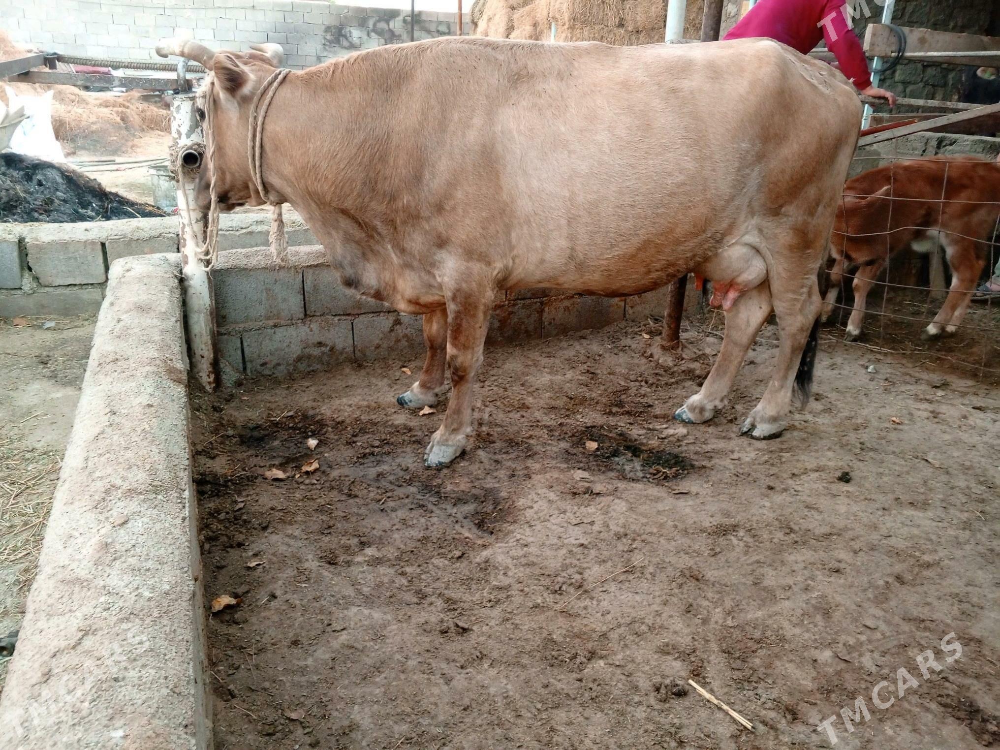 sygyr goleli okuz tuwe - Гёкдепе - img 1