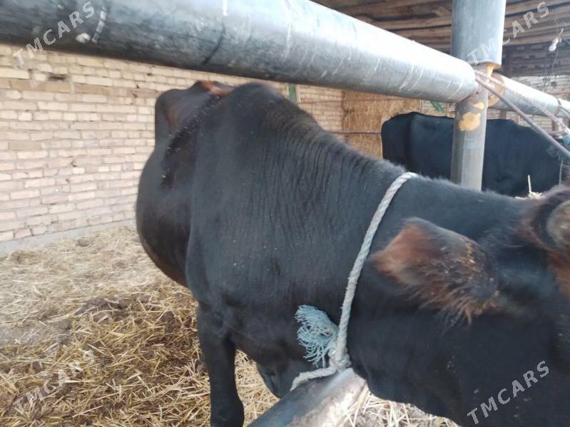 унаджын - Türkmenabat - img 2