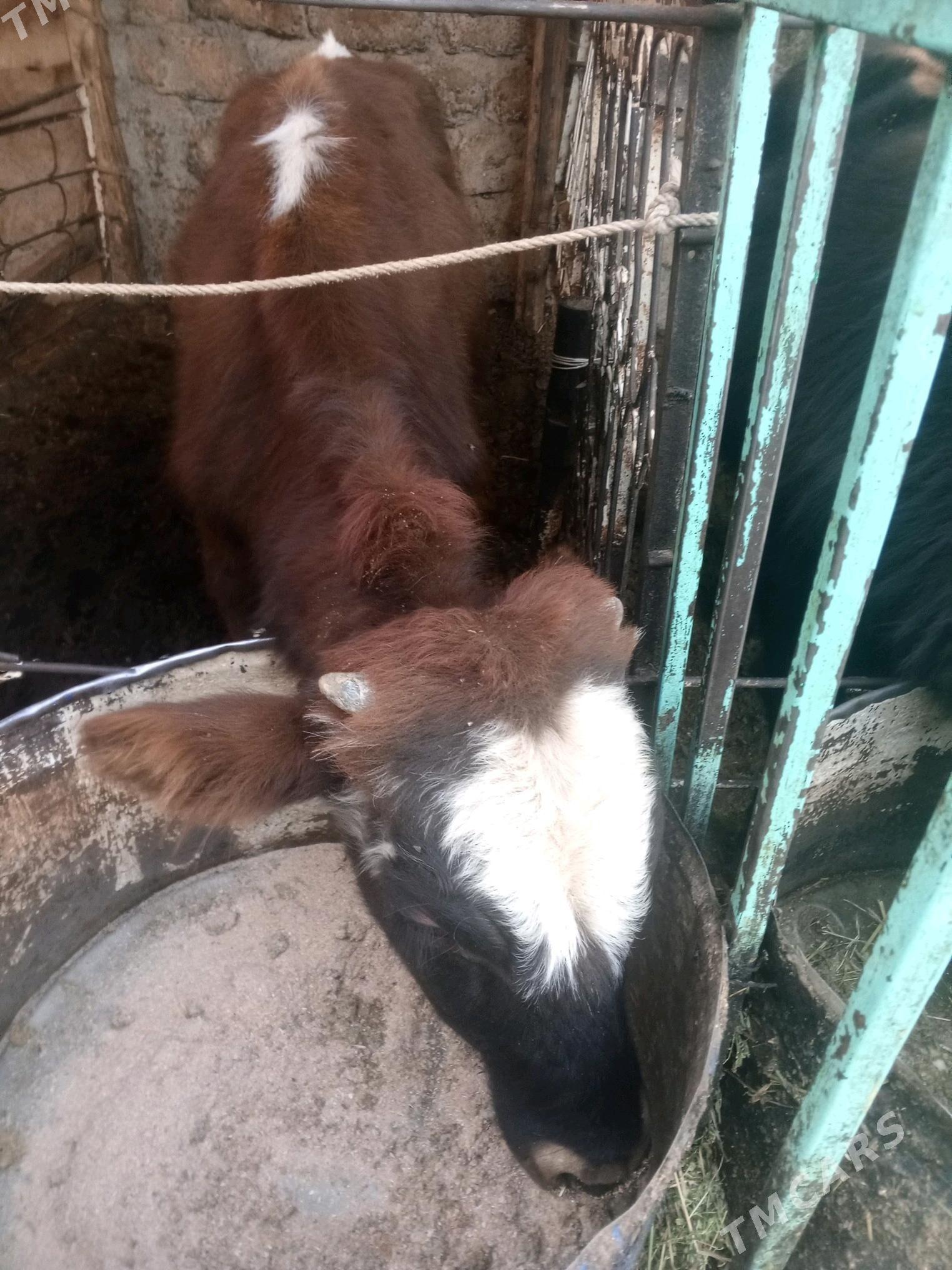 Okuz 2-sany - Ашхабад - img 5