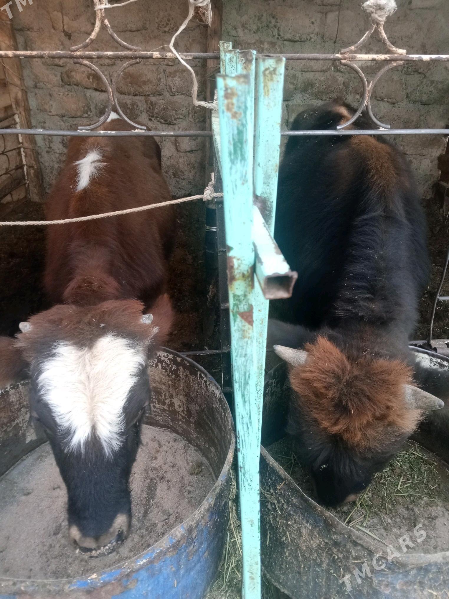 Okuz 2-sany - Ашхабад - img 7