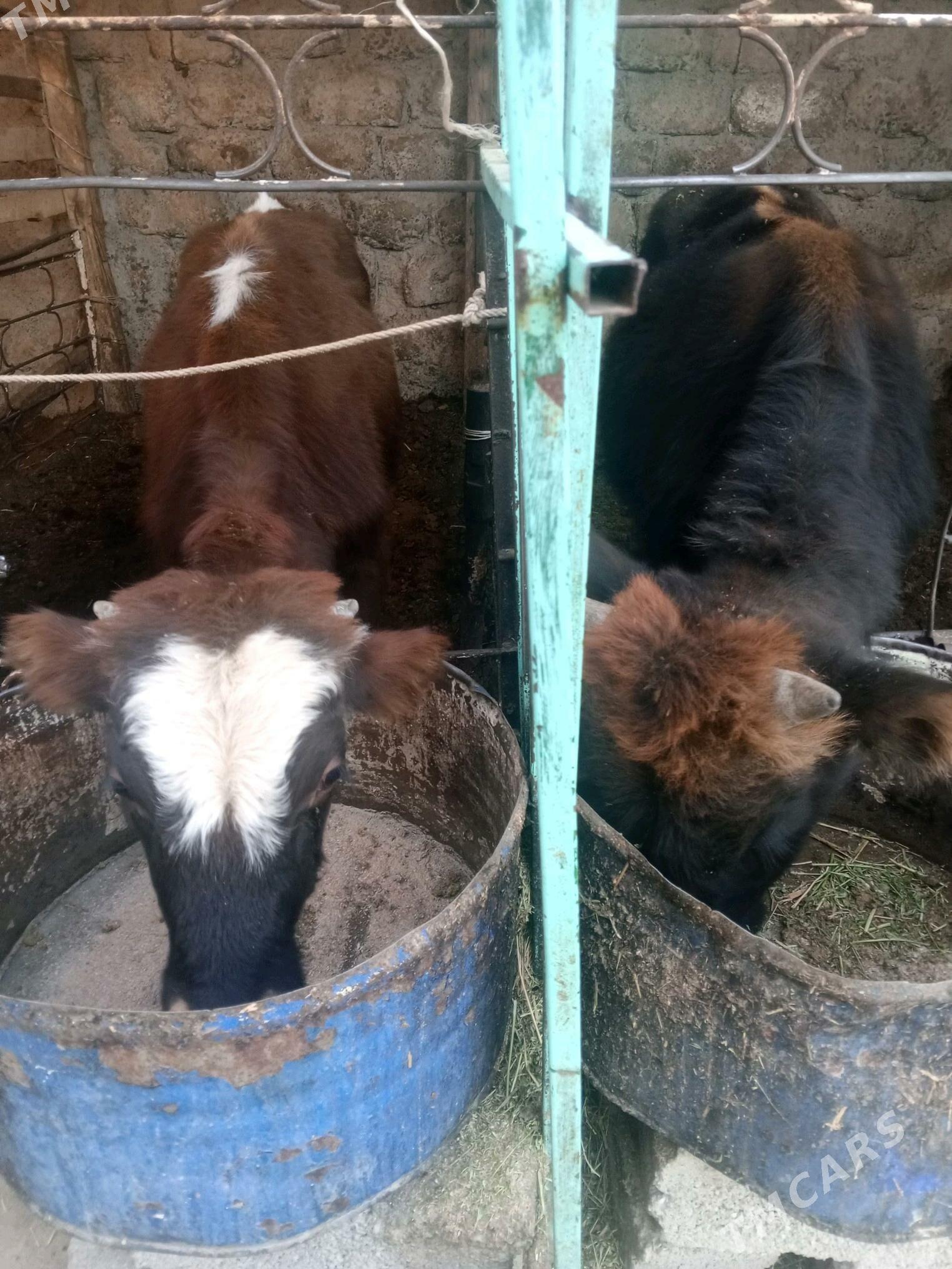 Okuz 2-sany - Ашхабад - img 6