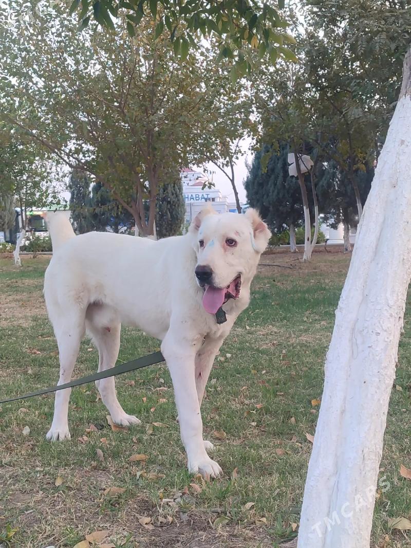 Alabay - Aşgabat - img 4