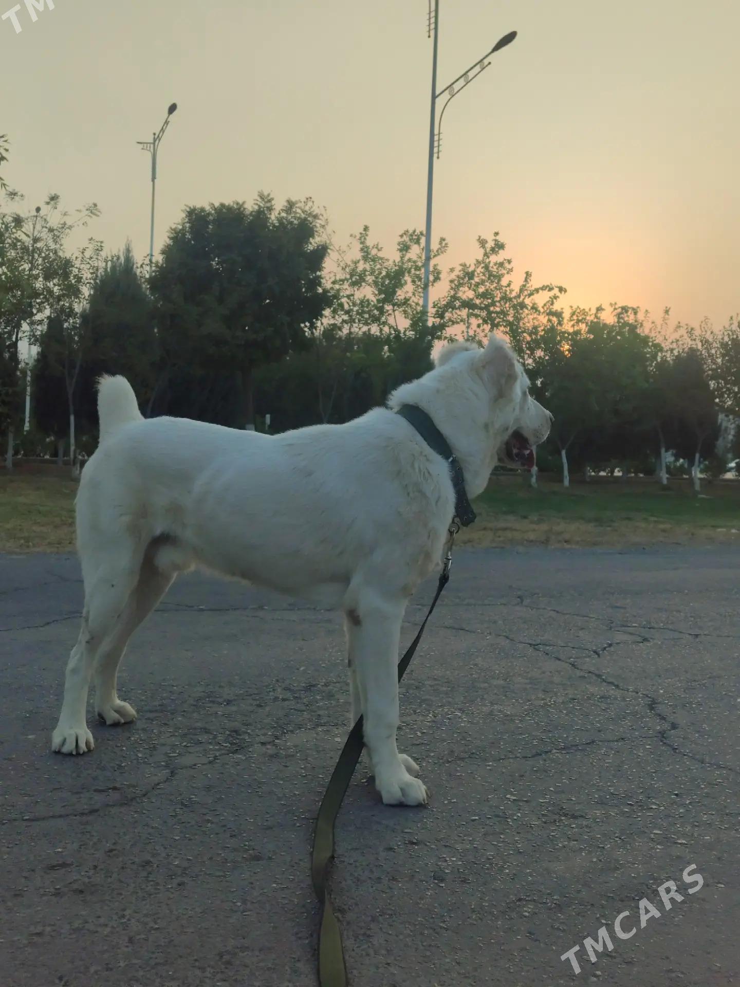 Alabay - Aşgabat - img 2