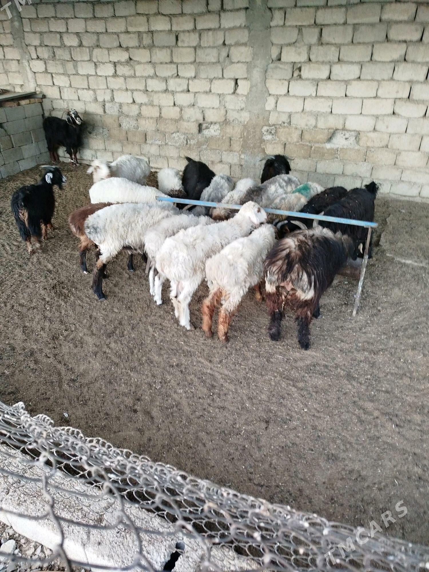 cewis tokly - Gökdepe - img 2