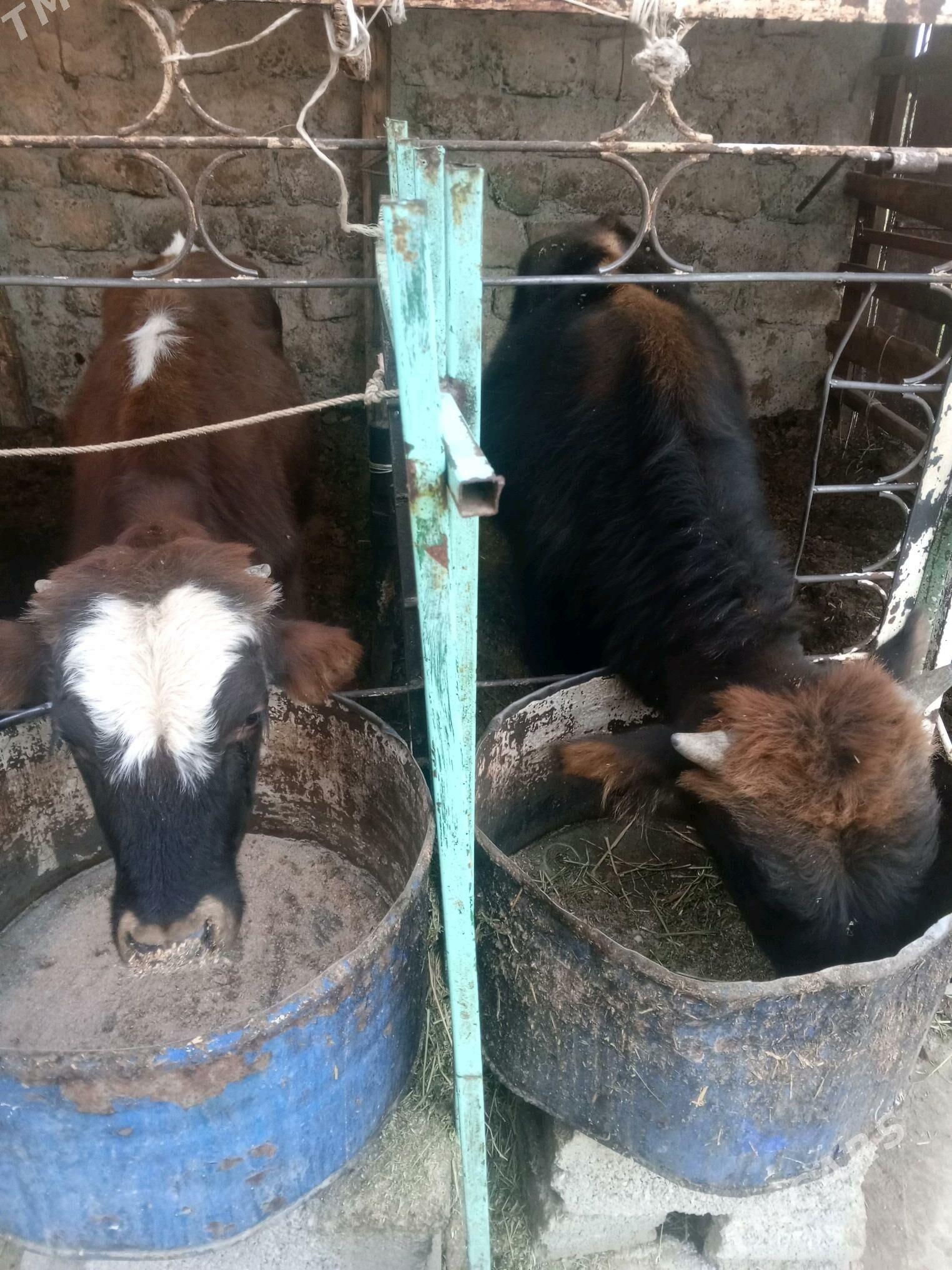 Okuz 2-sany - Ашхабад - img 3