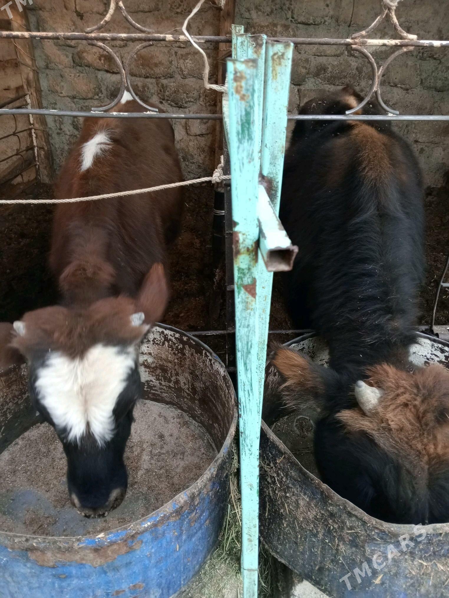 Okuz 2-sany - Ашхабад - img 2