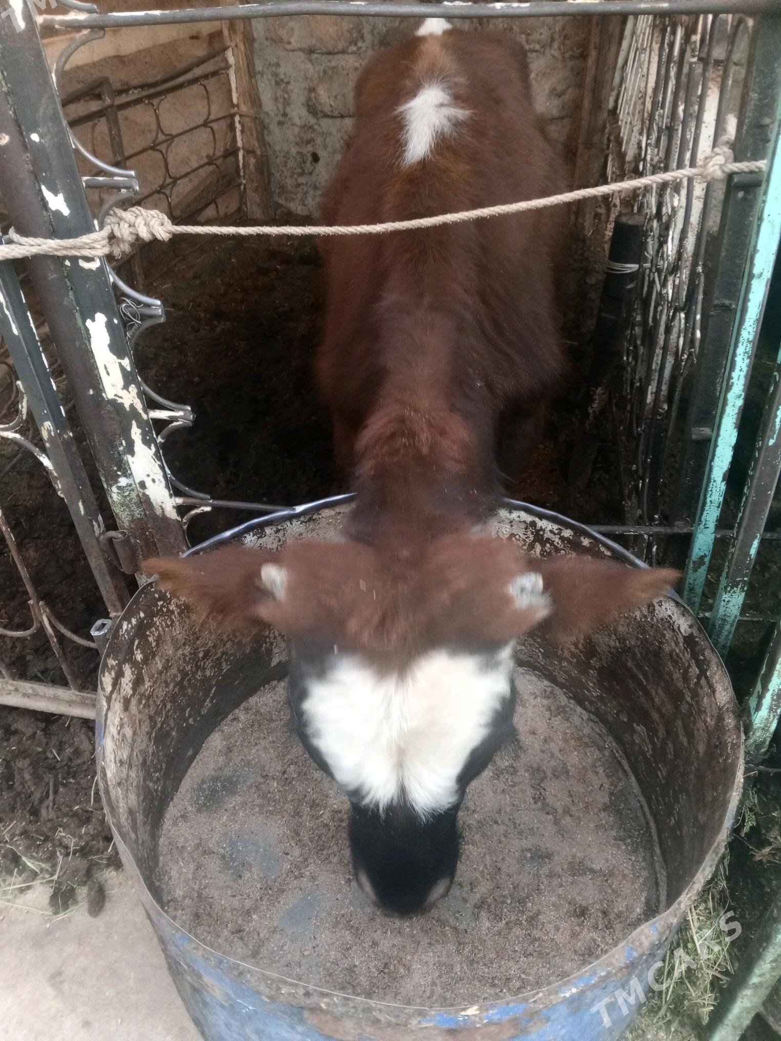 Okuz 2-sany - Ашхабад - img 4