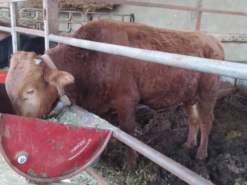 okuz - Мары - img 3