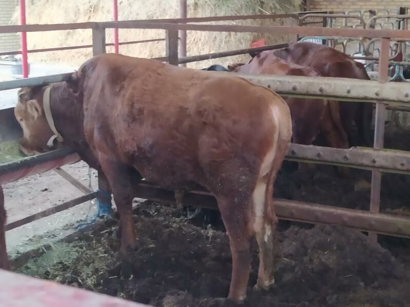 okuz - Мары - img 4