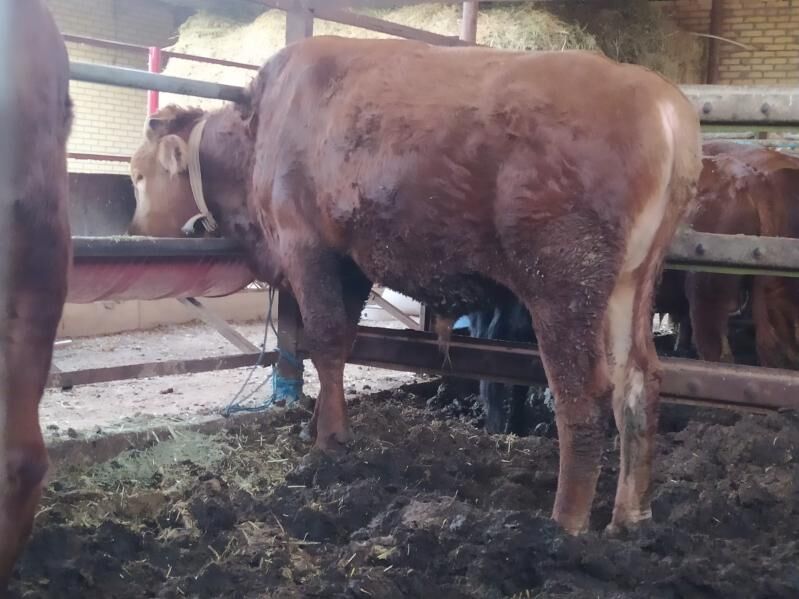 okuz - Мары - img 6