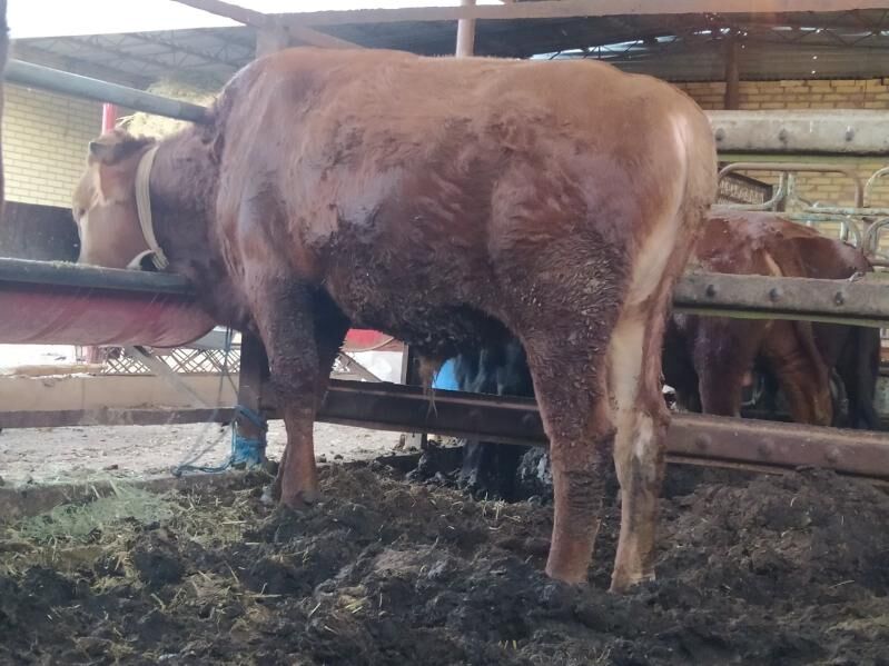 okuz - Мары - img 5