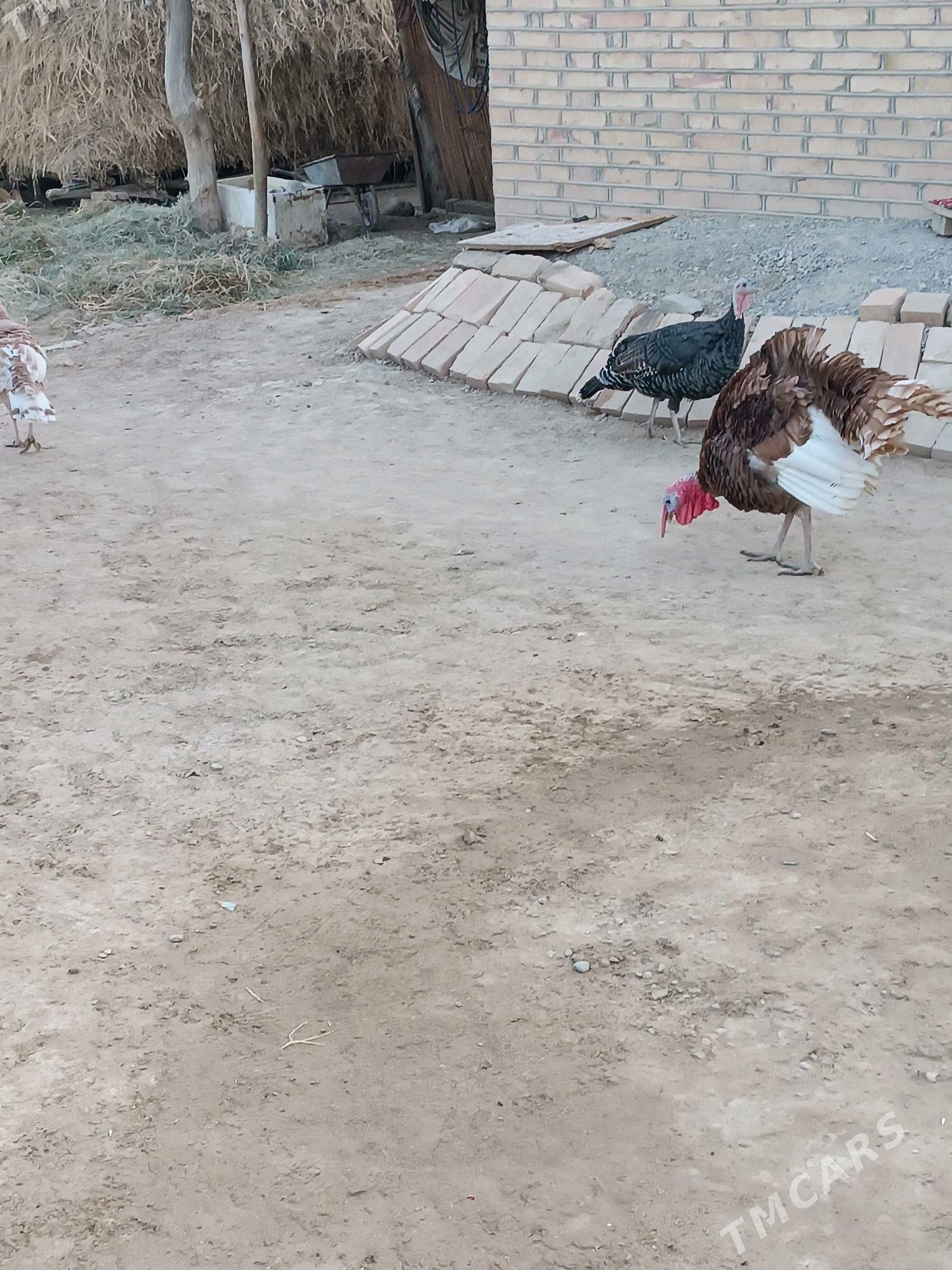 İnduk - Мары - img 1