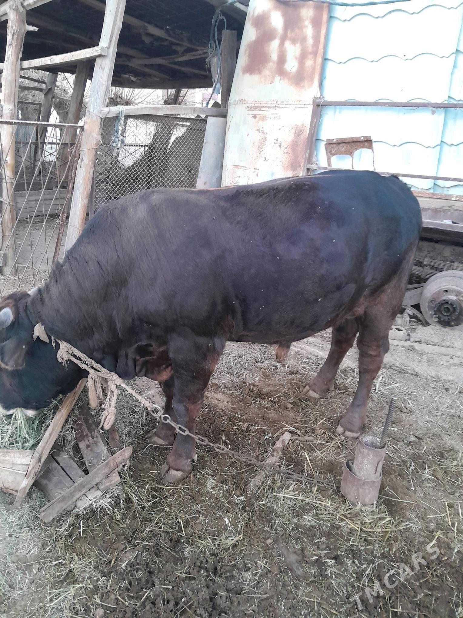 Öküz - Гёкдепе - img 2