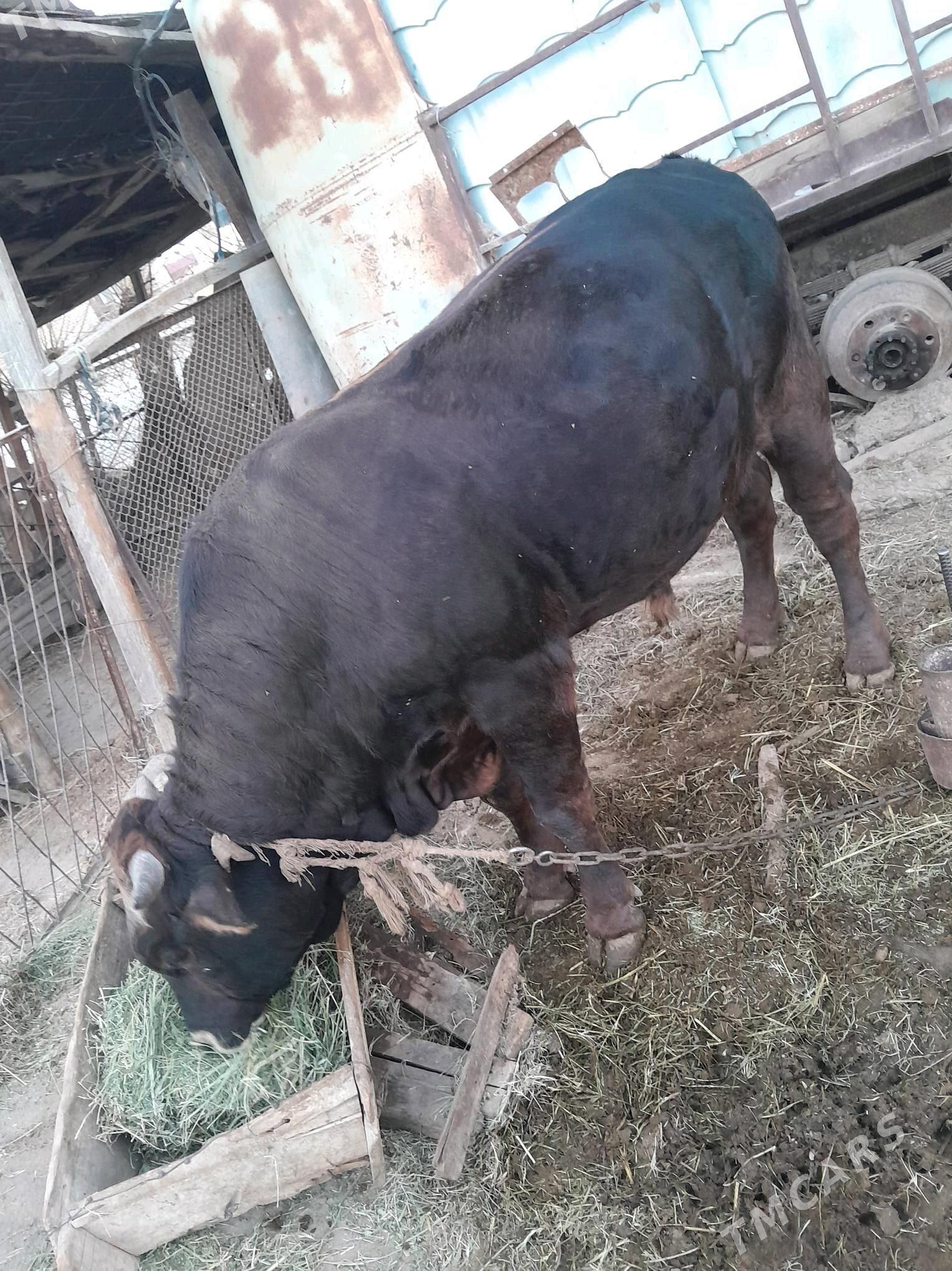 Öküz - Гёкдепе - img 1