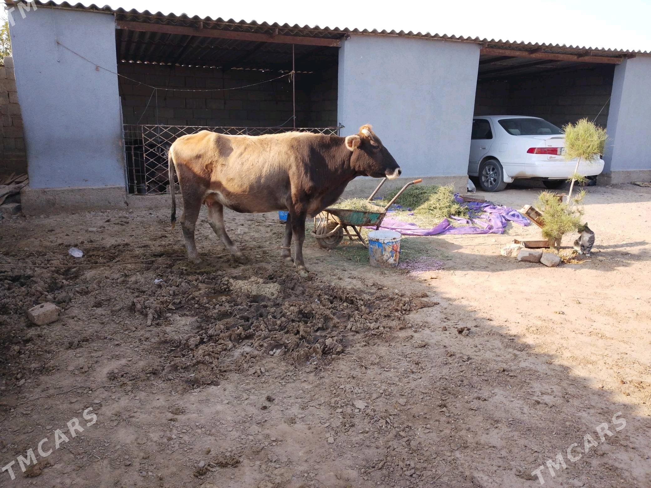 Sygyrlar ve 9kizler. - Теджен - img 2