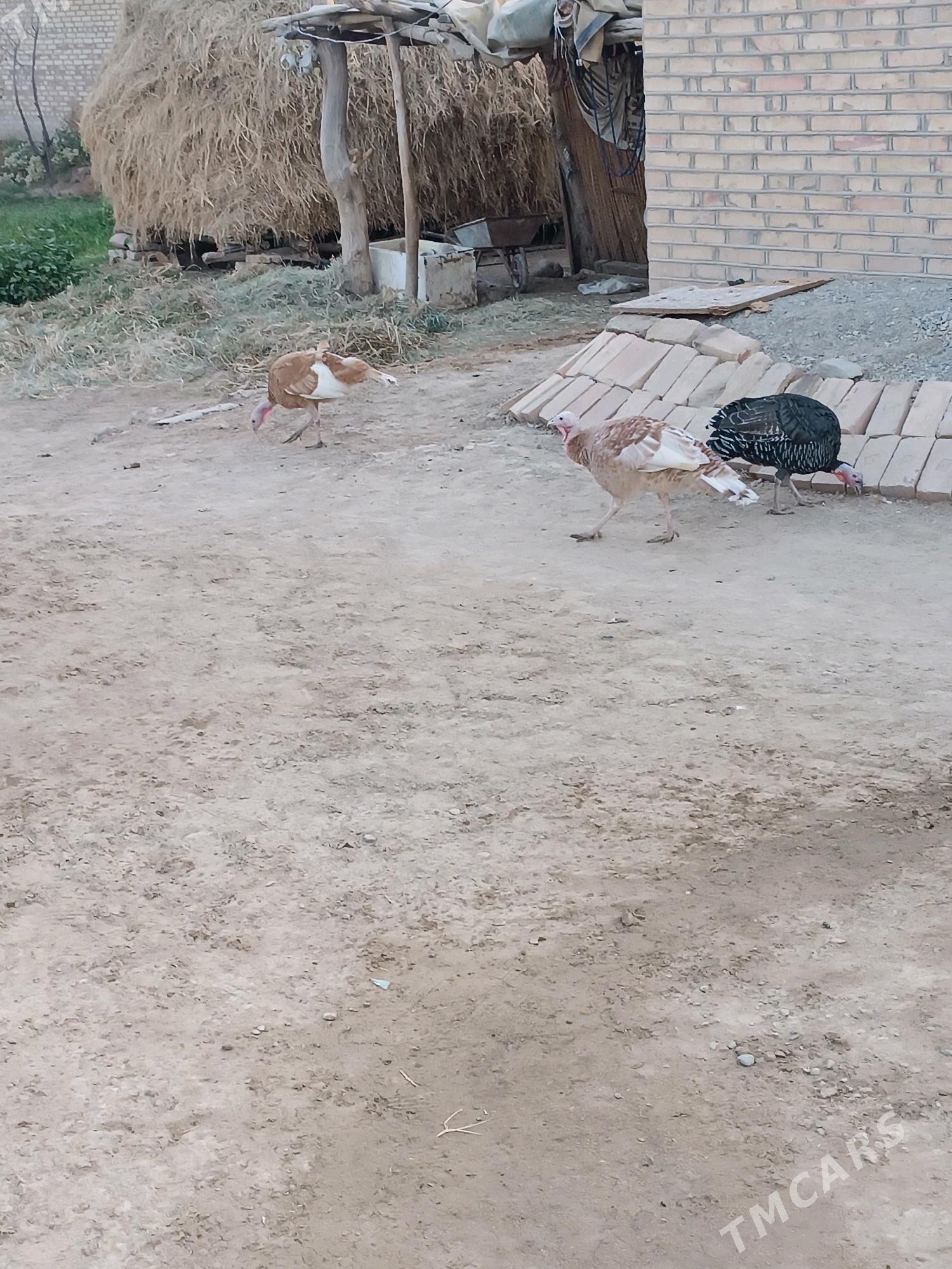 İnduk - Мары - img 4