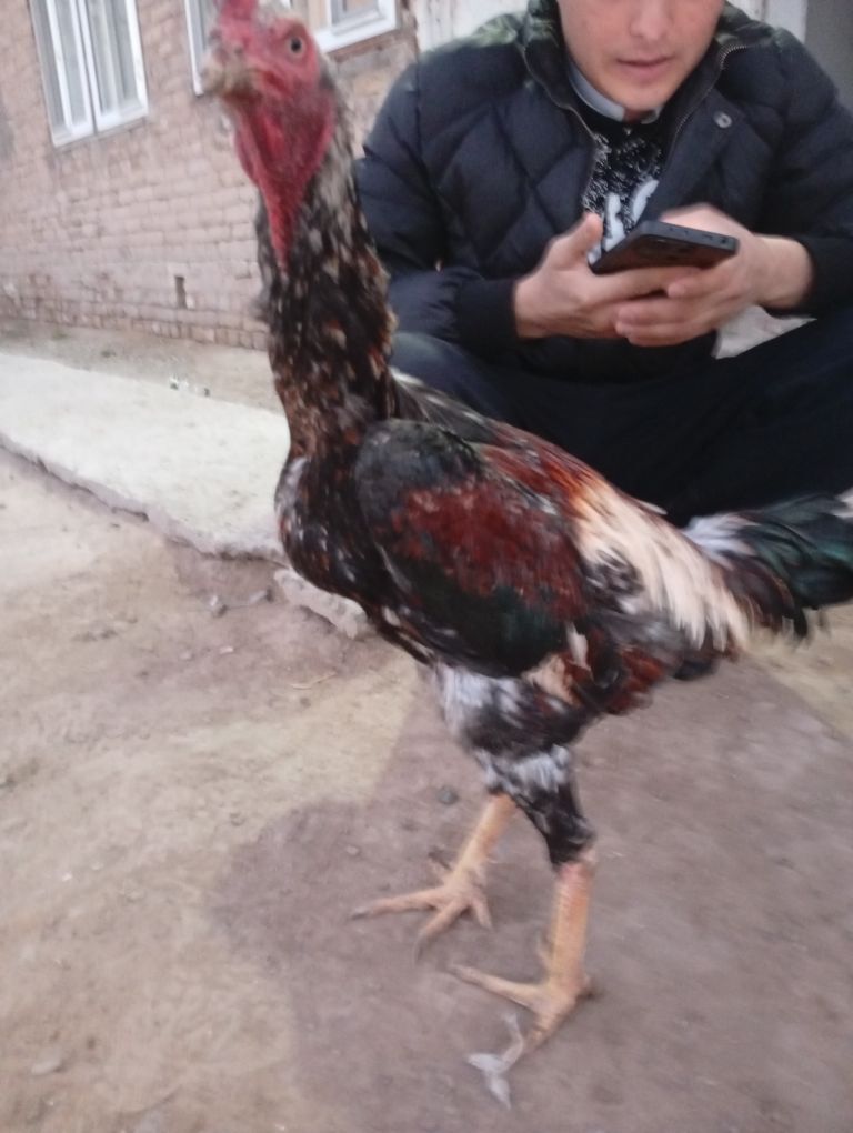 baysy horaz - Çärjew - img 5