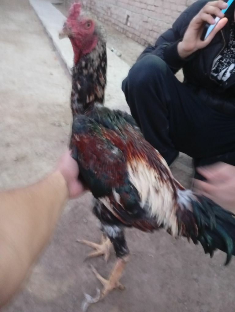 baysy horaz - Çärjew - img 4