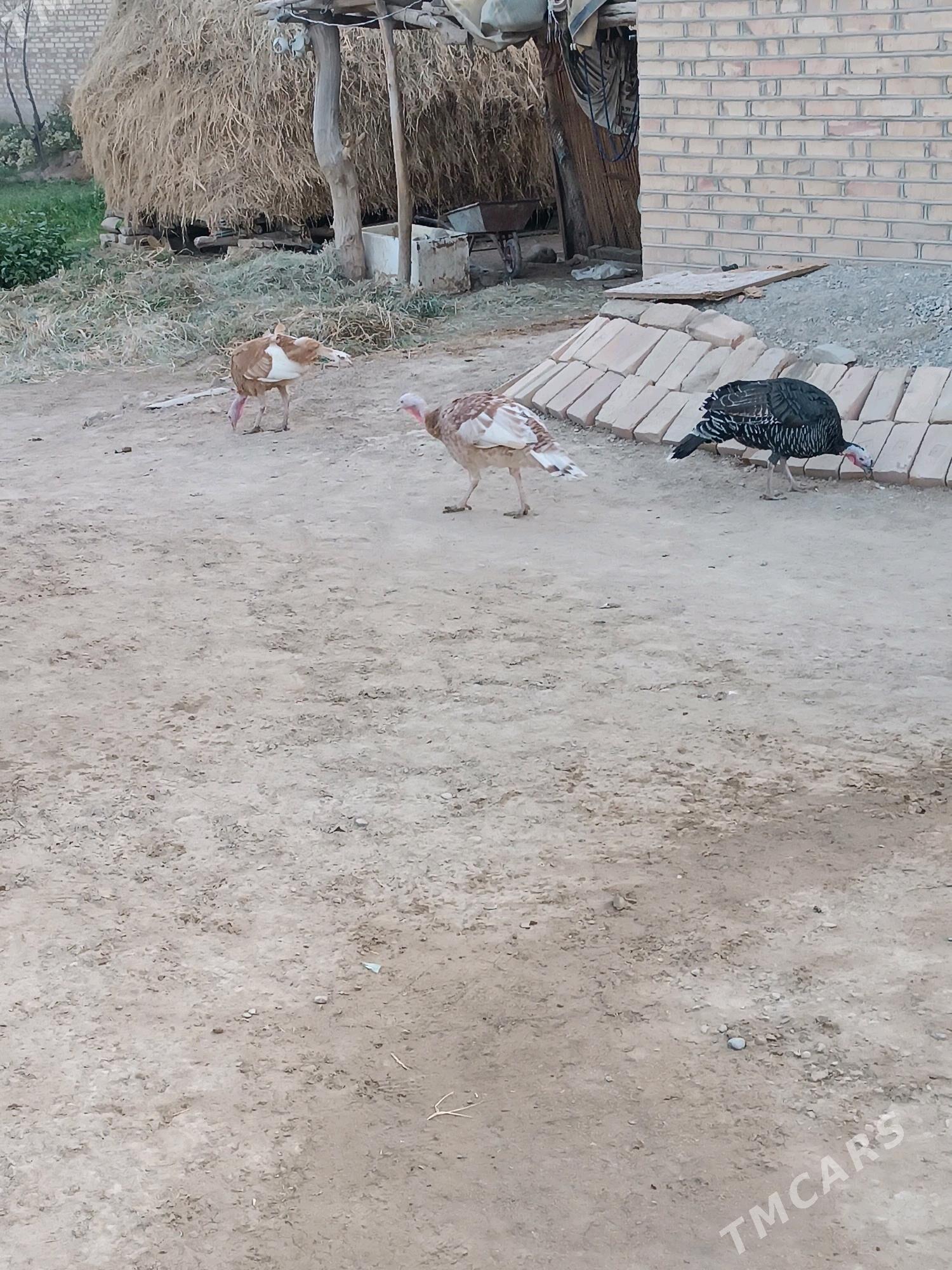 İnduk - Мары - img 3