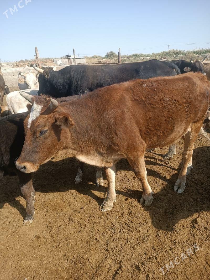 сыгыр - Гызыларбат - img 2