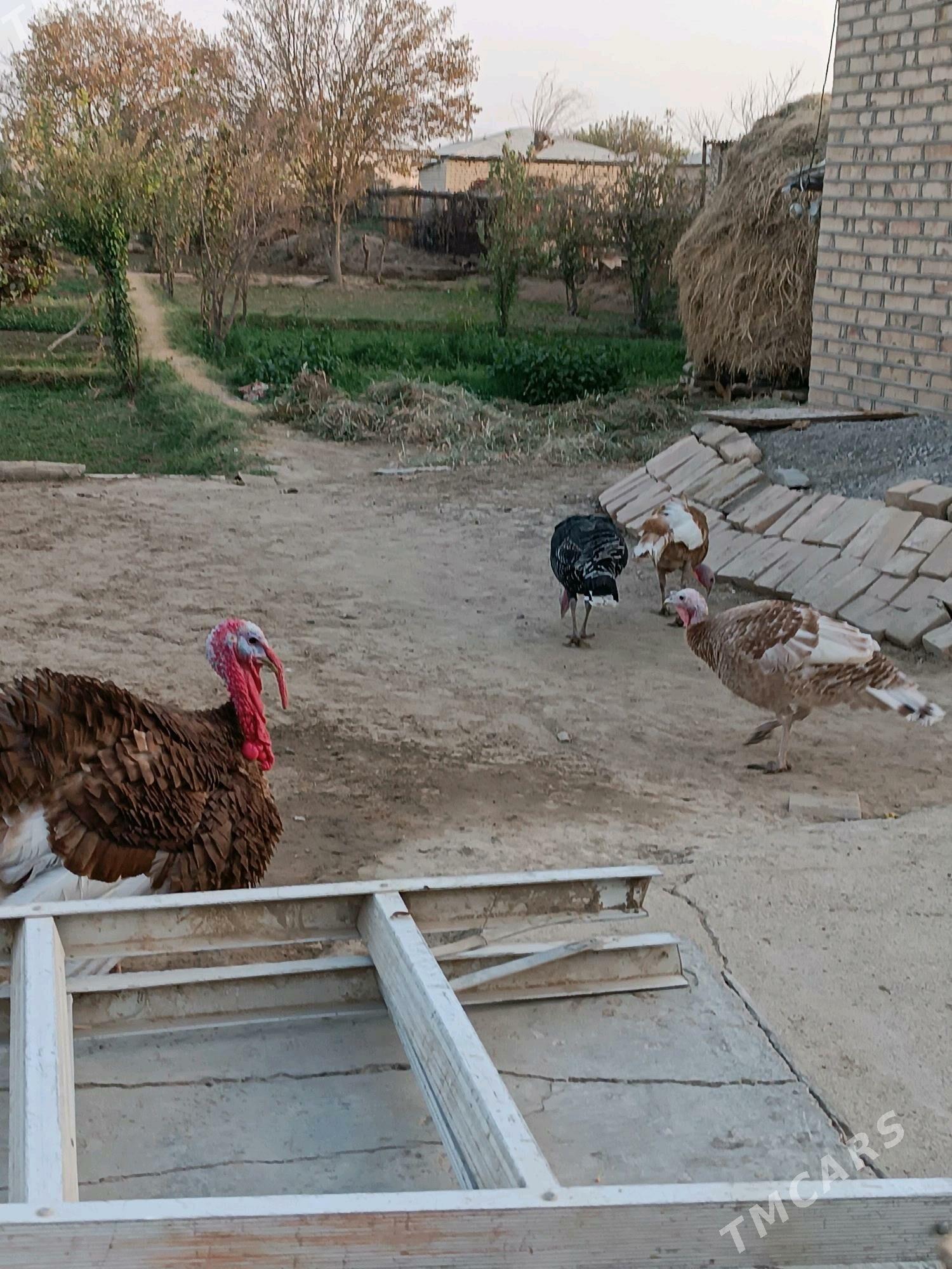 İnduk - Мары - img 5