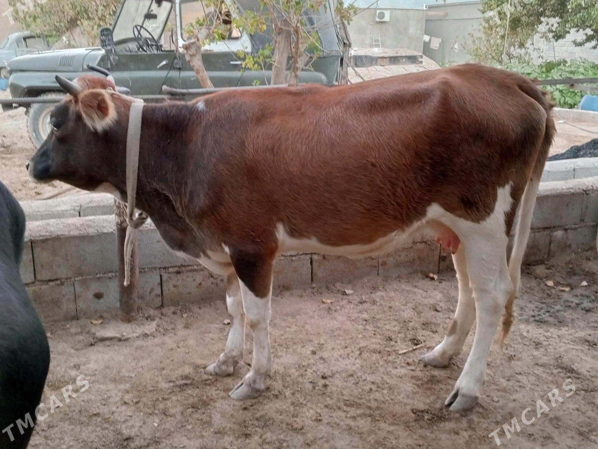 sygyr goleli okuz tuwe - Gökdepe - img 4