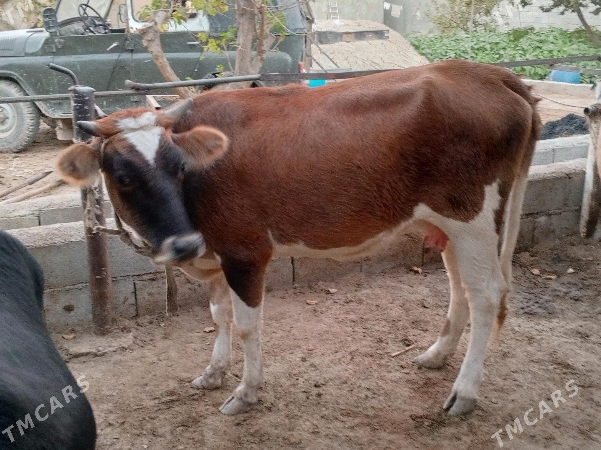 sygyr goleli okuz tuwe - Gökdepe - img 3