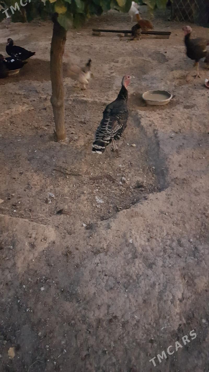 induk - Гызыларбат - img 3