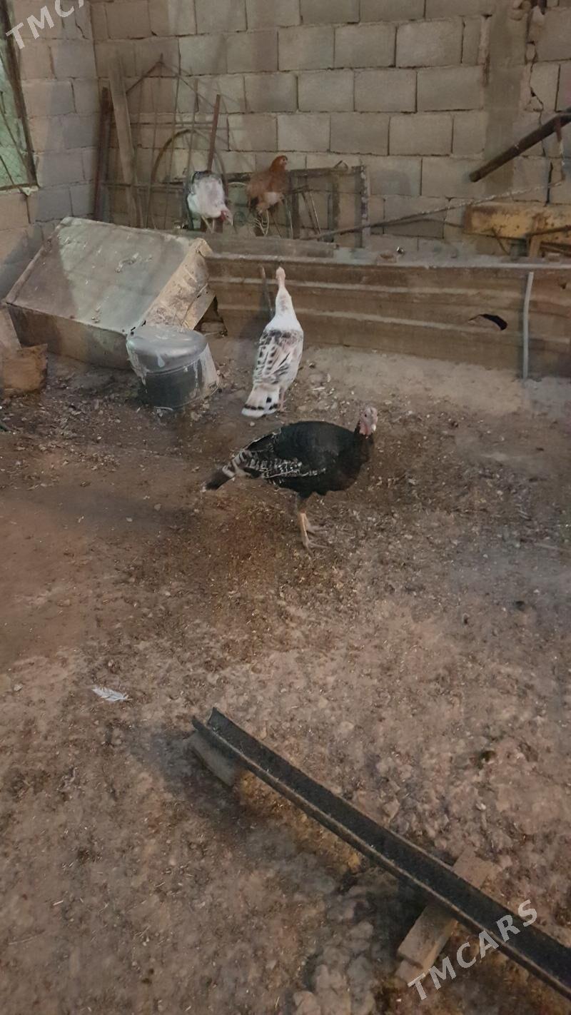 induk - Гызыларбат - img 1