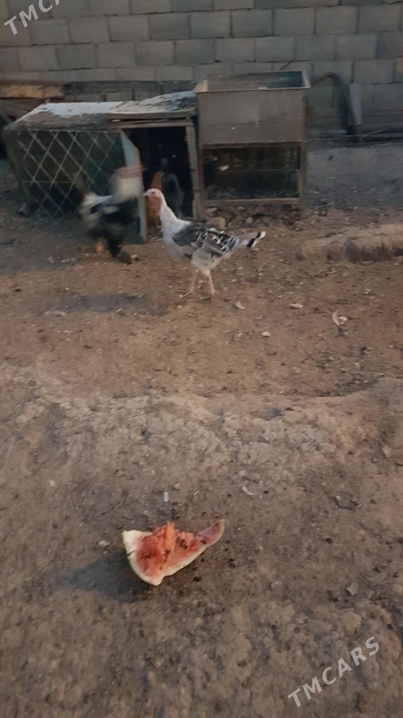 induk - Гызыларбат - img 2