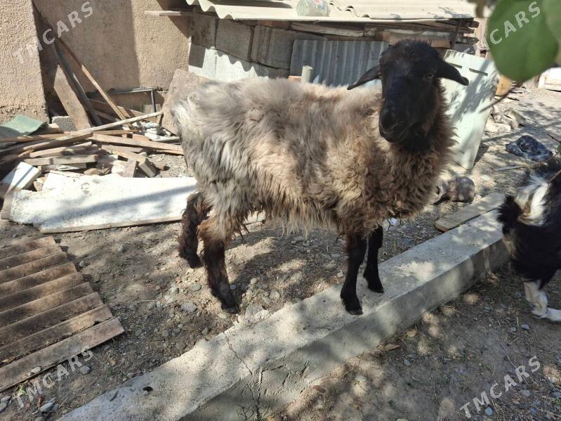 goÿun - 30 мкр - img 2