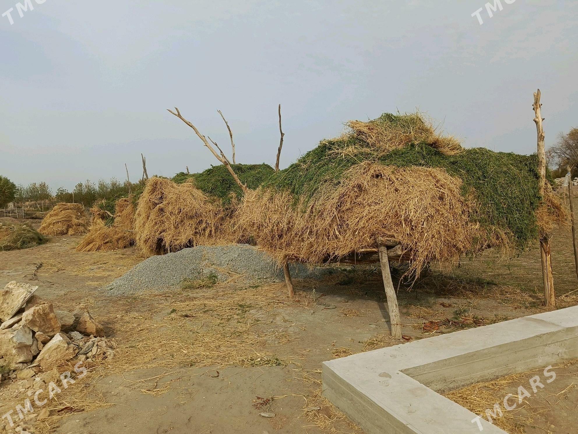 yorunja - Кёнеургенч - img 2