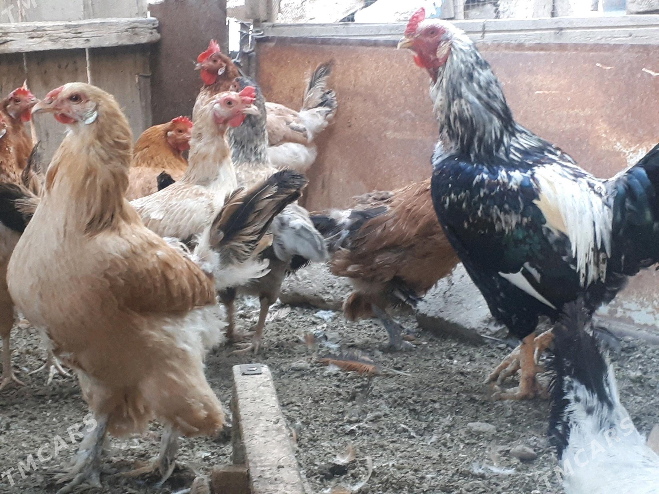 Towuk - Гумдаг - img 1