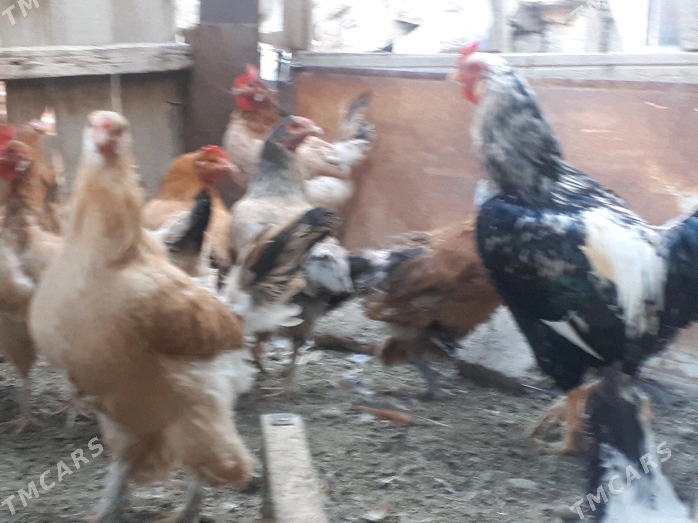 Towuk - Гумдаг - img 2